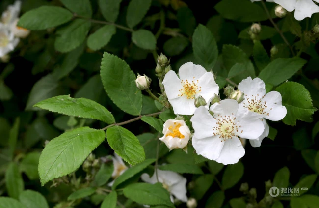 野蔷薇，蔷薇花全株全草图片，白色野蔷薇图片