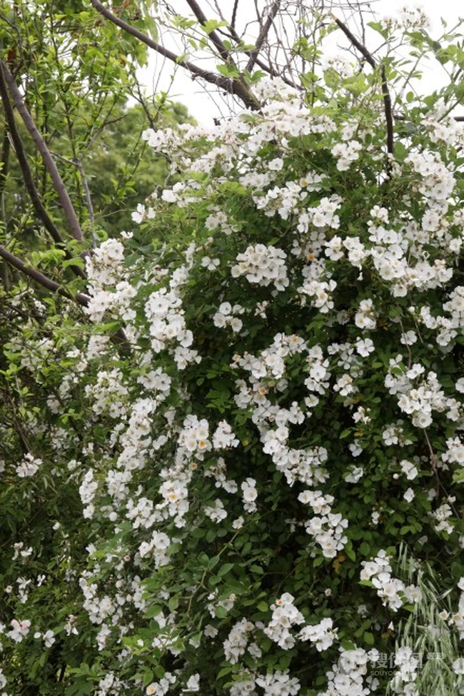 野蔷薇，蔷薇花全株全草图片，白色野蔷薇图片