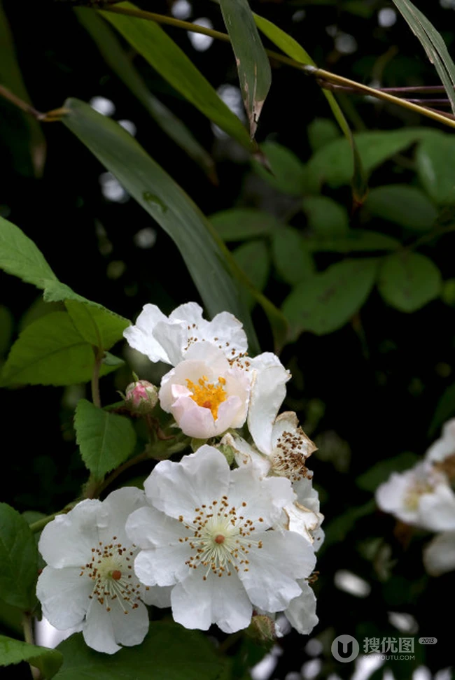 野蔷薇，蔷薇花全株全草图片，白色野蔷薇图片