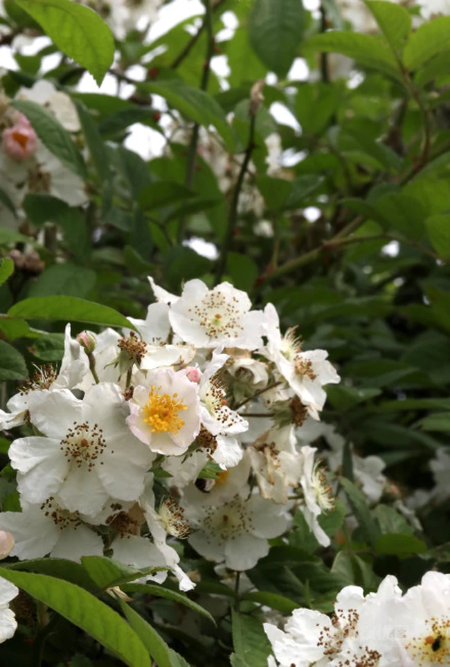 野蔷薇，蔷薇花全株全草图片，白色野蔷薇图片