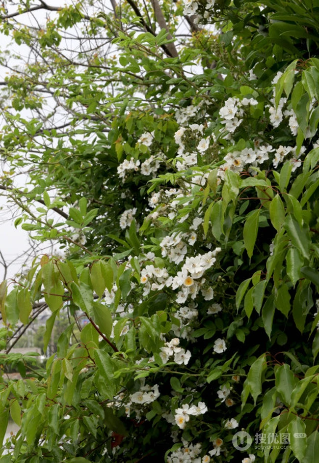 野蔷薇，蔷薇花全株全草图片，白色野蔷薇图片