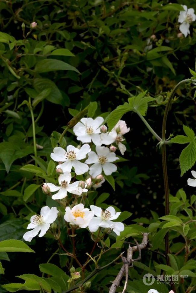 野蔷薇，蔷薇花全株全草图片，白色野蔷薇图片