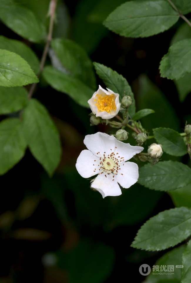 野蔷薇，蔷薇花全株全草图片，白色野蔷薇图片