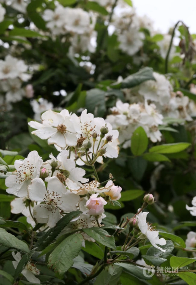 野蔷薇，蔷薇花全株全草图片，白色野蔷薇图片