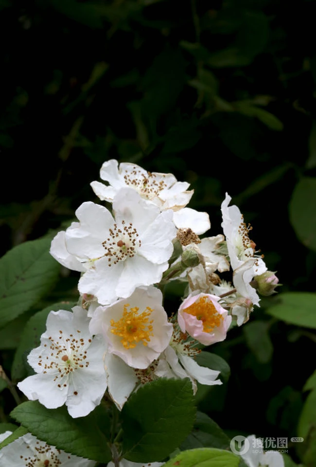 野蔷薇，蔷薇花全株全草图片，白色野蔷薇图片