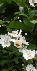 野蔷薇，蔷薇花全株全草图片，白色野蔷薇图片