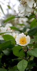 野蔷薇，蔷薇花全株全草图片，白色野蔷薇图片