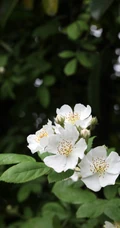 野蔷薇，蔷薇花全株全草图片，白色野蔷薇图片