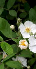 野蔷薇，蔷薇花全株全草图片，白色野蔷薇图片