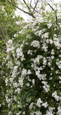 野蔷薇，蔷薇花全株全草图片，白色野蔷薇图片