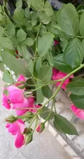 荷花蔷薇，多花蔷薇变种之荷花蔷薇精美图片