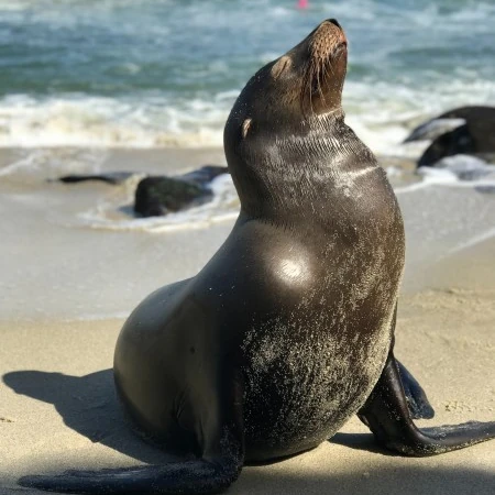 在海边沙滩、礁石晒太阳惬意无比的海狮高清图片