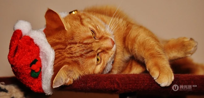 虎斑猫，戴圣诞帽的虎斑猫可爱图片 第11张