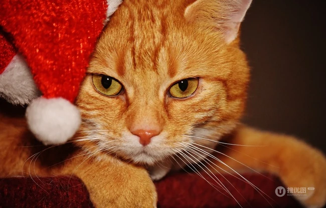 虎斑猫，戴圣诞帽的虎斑猫可爱图片 第4张