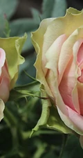 月季花图片，大花微月品种月季花新星唯美好看图片