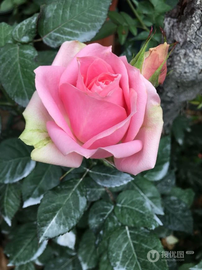 月季花图片，大花微月品种月季花新星唯美好看图片