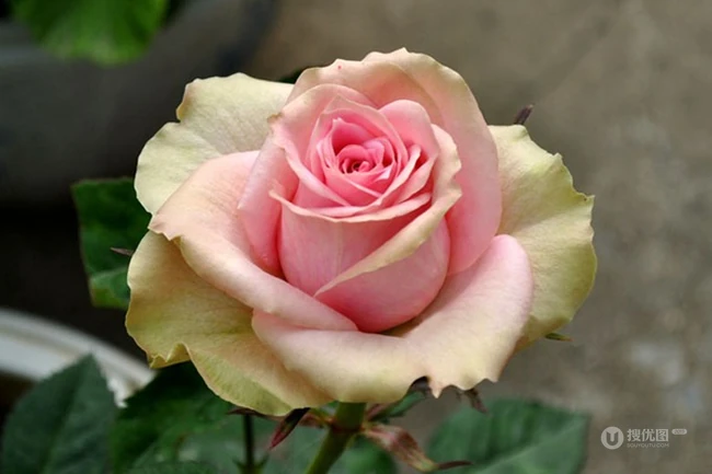 月季花图片，大花微月品种月季花新星唯美好看图片