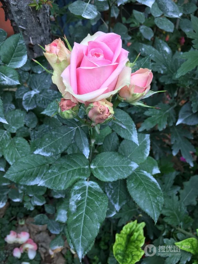 月季花图片，大花微月品种月季花新星唯美好看图片