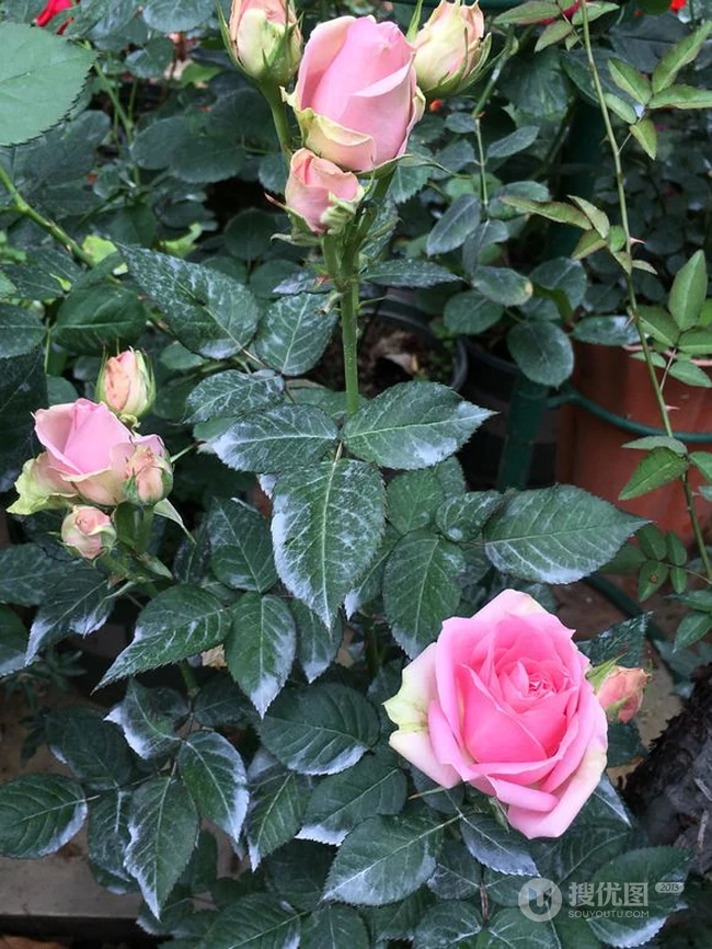 月季花图片，大花微月品种月季花新星唯美好看图片