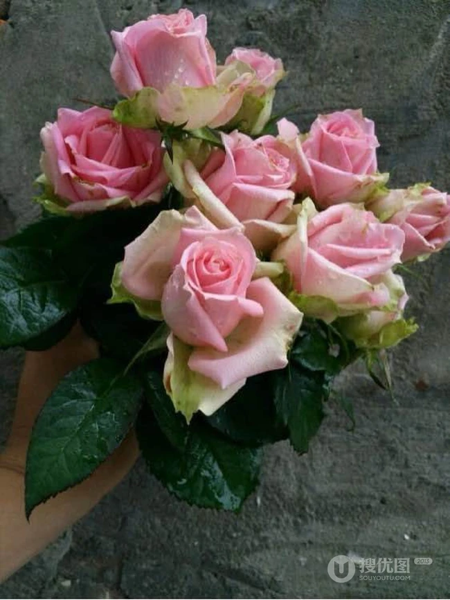 月季花图片，大花微月品种月季花新星唯美好看图片