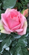 月季花图片，大花微月品种月季花新星唯美好看图片