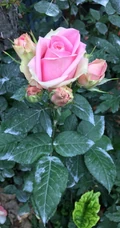 月季花图片，大花微月品种月季花新星唯美好看图片