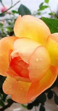 月季花-夏洛特夫人，多季持续开花的藤蔓月季夏洛特夫人图片
