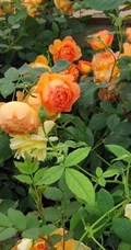 月季花-夏洛特夫人，多季持续开花的藤蔓月季夏洛特夫人图片