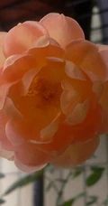 月季花-夏洛特夫人，多季持续开花的藤蔓月季夏洛特夫人图片