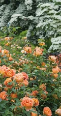 月季花-夏洛特夫人，多季持续开花的藤蔓月季夏洛特夫人图片