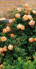 月季花-夏洛特夫人，多季持续开花的藤蔓月季夏洛特夫人图片