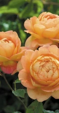 月季花-夏洛特夫人，多季持续开花的藤蔓月季夏洛特夫人图片