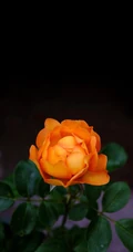 月季花-夏洛特夫人，多季持续开花的藤蔓月季夏洛特夫人图片