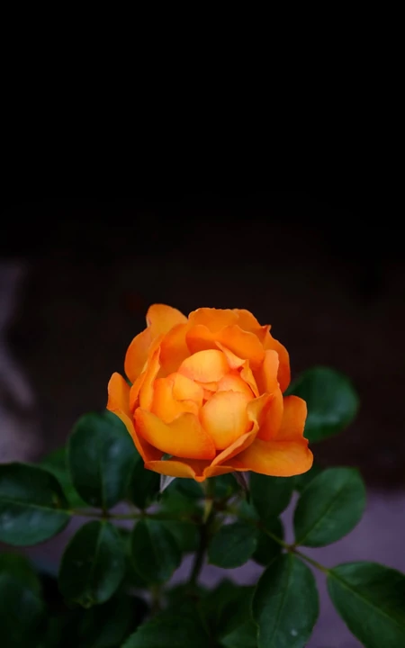 月季花-夏洛特夫人，多季持续开花的藤蔓月季夏洛特夫人图片