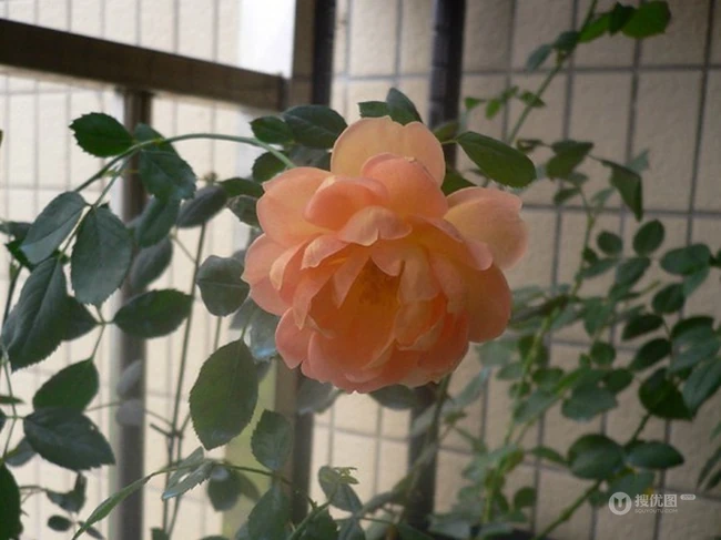 月季花-夏洛特夫人，多季持续开花的藤蔓月季夏洛特夫人图片