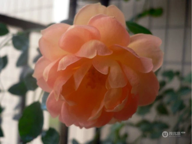 月季花-夏洛特夫人，多季持续开花的藤蔓月季夏洛特夫人图片