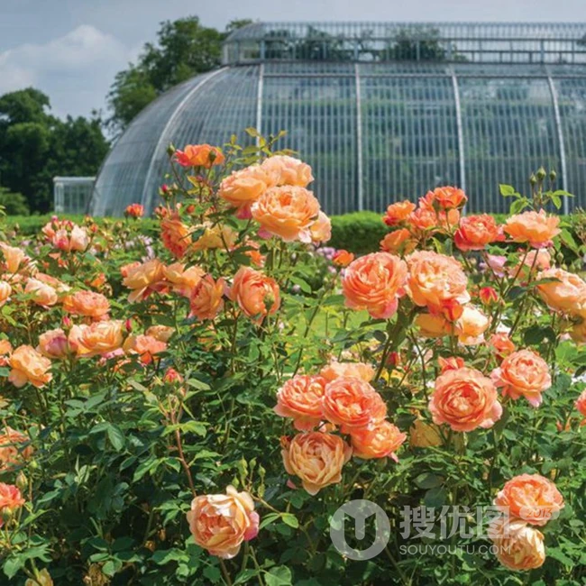 月季花-夏洛特夫人，多季持续开花的藤蔓月季夏洛特夫人图片