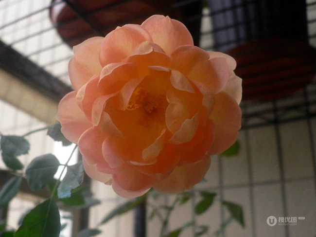 月季花-夏洛特夫人，多季持续开花的藤蔓月季夏洛特夫人图片