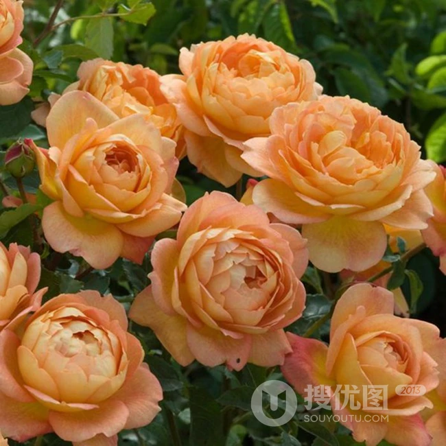 月季花-夏洛特夫人，多季持续开花的藤蔓月季夏洛特夫人图片