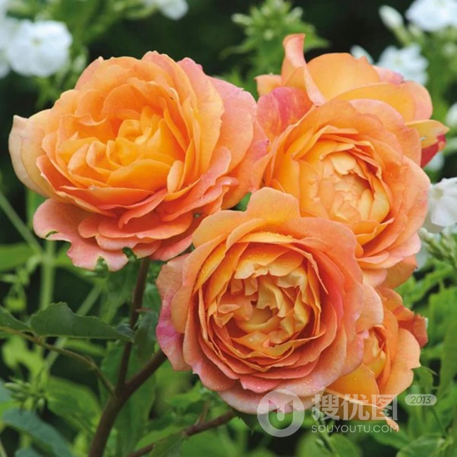 月季花-夏洛特夫人，多季持续开花的藤蔓月季夏洛特夫人图片