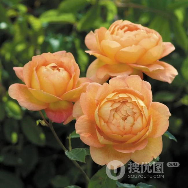 月季花-夏洛特夫人，多季持续开花的藤蔓月季夏洛特夫人图片