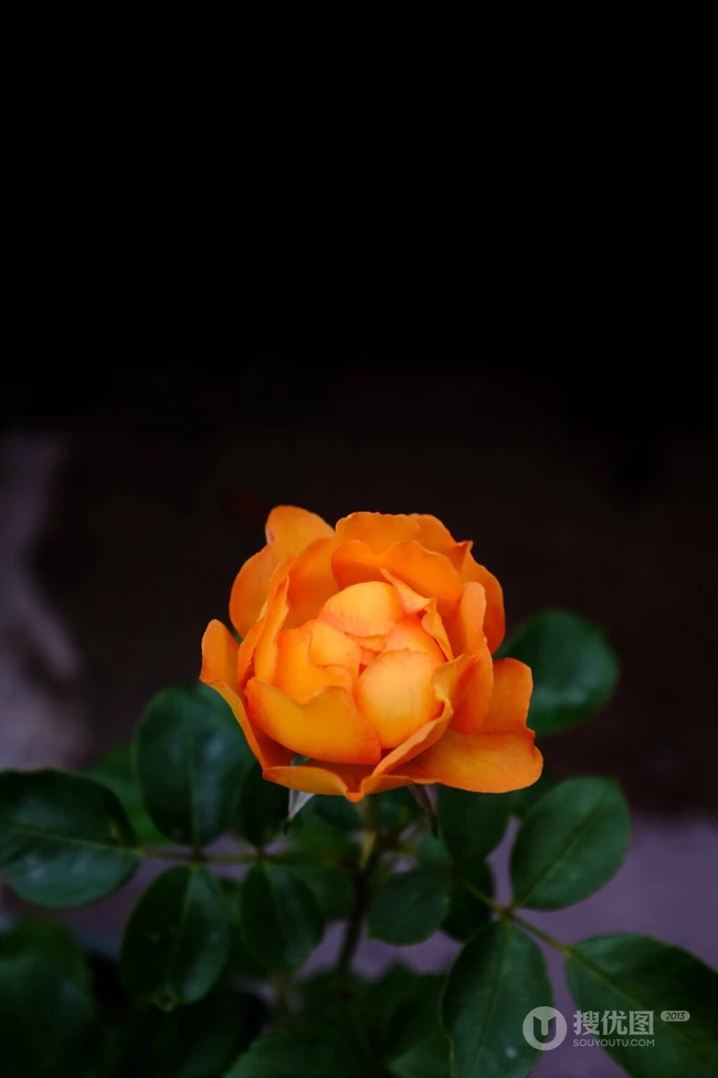 月季花-夏洛特夫人，多季持续开花的藤蔓月季夏洛特夫人图片