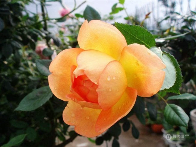 月季花-夏洛特夫人，多季持续开花的藤蔓月季夏洛特夫人图片