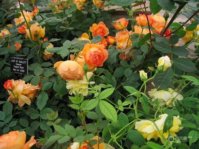 月季花-夏洛特夫人，多季持续开花的藤蔓月季夏洛特夫人图片