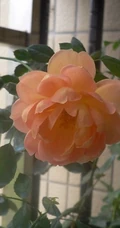 月季花-夏洛特夫人，多季持续开花的藤蔓月季夏洛特夫人图片