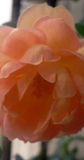 月季花-夏洛特夫人，多季持续开花的藤蔓月季夏洛特夫人图片