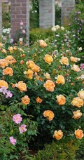 月季花-夏洛特夫人，多季持续开花的藤蔓月季夏洛特夫人图片