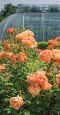 月季花-夏洛特夫人，多季持续开花的藤蔓月季夏洛特夫人图片