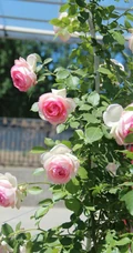 月季花-龙沙宝石，花型好看但花期较短的大藤本月季龙沙宝石图片