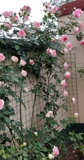 月季花-龙沙宝石，花型好看但花期较短的大藤本月季龙沙宝石图片